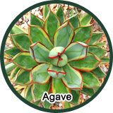 Agave