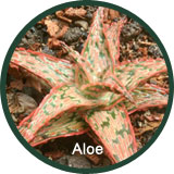 Aloe
