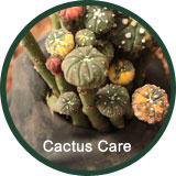 Cactus Care