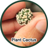 How to plant cactus