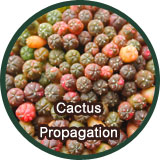การขยายพันธุ์แคคตัส