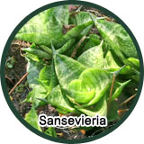Sansevieria